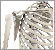 Glenoid Fractures